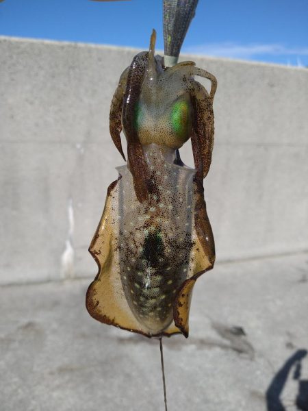 半年ぶりの淡路島